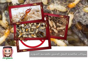 شركات مكافحة النمل الأبيض بالمدينة المنورة